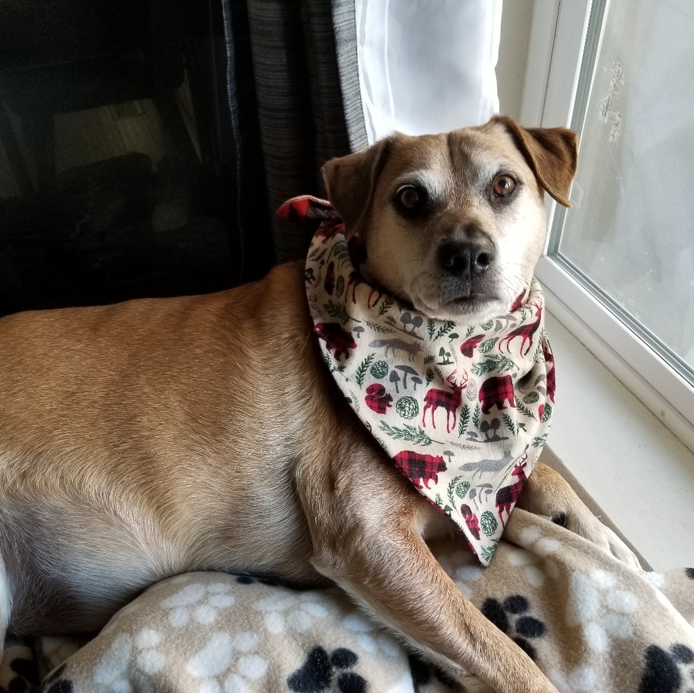 (Medium) Reversible Dog Bandana Birds&Butterflies - Picture 6 of 7
